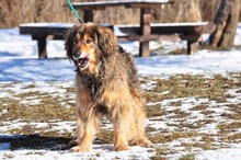LESSIES119, Hund, Mischlingshund in Slowakische Republik - Bild 10