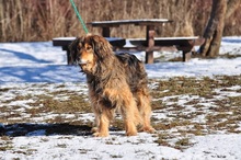 LESSIES119, Hund, Mischlingshund in Slowakische Republik - Bild 11