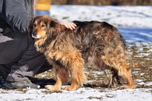 LESSIES119, Hund, Mischlingshund in Slowakische Republik - Bild 2