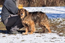 LESSIES119, Hund, Mischlingshund in Slowakische Republik - Bild 3