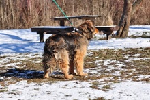 LESSIES119, Hund, Mischlingshund in Slowakische Republik - Bild 6