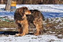 LESSIES119, Hund, Mischlingshund in Slowakische Republik - Bild 7