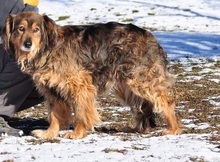 LESSIES119, Hund, Mischlingshund in Slowakische Republik - Bild 8