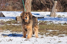 LESSIES119, Hund, Mischlingshund in Slowakische Republik - Bild 9