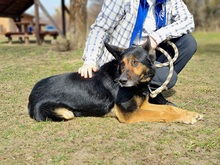 BLAKE, Hund, Deutscher Schäferhund-Mix in Slowakische Republik - Bild 11