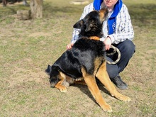 BLAKE, Hund, Deutscher Schäferhund-Mix in Slowakische Republik - Bild 4