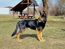 BLAKE, Hund, Deutscher Schäferhund-Mix in Slowakische Republik - Bild 5