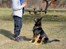 BLAKE, Hund, Deutscher Schäferhund-Mix in Slowakische Republik - Bild 8