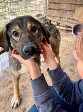 KOYAL, Hund, Mischlingshund in Rumänien - Bild 14
