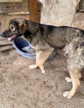 KOYAL, Hund, Mischlingshund in Rumänien - Bild 15