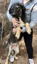 KOYAL, Hund, Mischlingshund in Rumänien - Bild 16