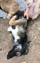 KOYAL, Hund, Mischlingshund in Rumänien - Bild 18