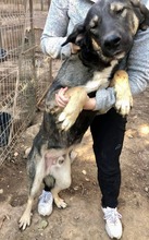 KOYAL, Hund, Mischlingshund in Rumänien - Bild 19