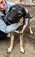 KOYAL, Hund, Mischlingshund in Rumänien - Bild 20