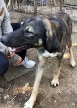 KOYAL, Hund, Mischlingshund in Rumänien - Bild 21