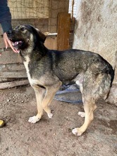 KOYAL, Hund, Mischlingshund in Rumänien - Bild 22