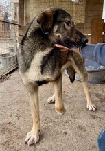 KOYAL, Hund, Mischlingshund in Rumänien - Bild 26