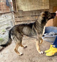 KOYAL, Hund, Mischlingshund in Rumänien - Bild 27
