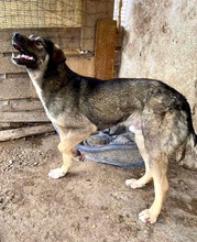 KOYAL, Hund, Mischlingshund in Rumänien - Bild 30