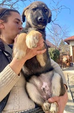 KOYAL, Hund, Mischlingshund in Rumänien - Bild 32