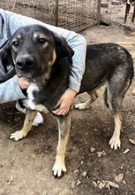 KOYAL, Hund, Mischlingshund in Rumänien - Bild 33