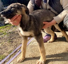 KOYAL, Hund, Mischlingshund in Rumänien - Bild 34