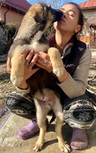 KOYAL, Hund, Mischlingshund in Rumänien - Bild 35