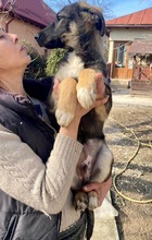 KOYAL, Hund, Mischlingshund in Rumänien - Bild 36