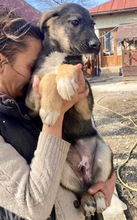 KOYAL, Hund, Mischlingshund in Rumänien - Bild 40