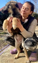 KOYAL, Hund, Mischlingshund in Rumänien - Bild 41