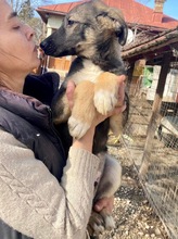 KOYAL, Hund, Mischlingshund in Rumänien - Bild 42