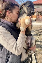 KOYAL, Hund, Mischlingshund in Rumänien - Bild 43