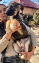 KOYAL, Hund, Mischlingshund in Rumänien - Bild 44