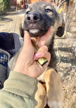 KOYAL, Hund, Mischlingshund in Rumänien - Bild 46