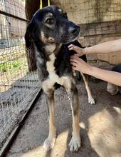 KOYAL, Hund, Mischlingshund in Rumänien - Bild 6
