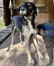 KOYAL, Hund, Mischlingshund in Rumänien - Bild 8
