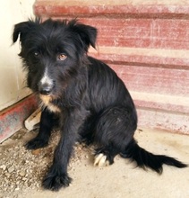 MELANIE, Hund, Mischlingshund in Spanien - Bild 1