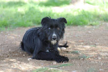 MELANIE, Hund, Mischlingshund in Spanien - Bild 3