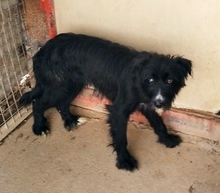 MELANIE, Hund, Mischlingshund in Spanien - Bild 5