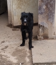 MELANIE, Hund, Mischlingshund in Spanien - Bild 6