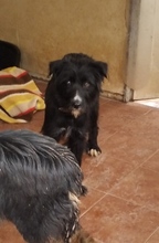 MELANIE, Hund, Mischlingshund in Spanien - Bild 7