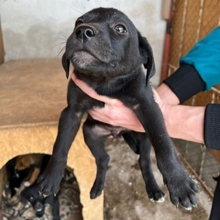 BENNY, Hund, Mischlingshund in Bulgarien - Bild 2