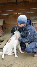 EMIL, Hund, Mischlingshund in Rumänien - Bild 1
