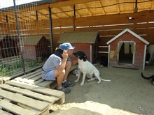 EMIL, Hund, Mischlingshund in Rumänien - Bild 12