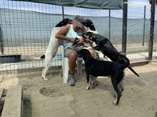 EMIL, Hund, Mischlingshund in Rumänien - Bild 15