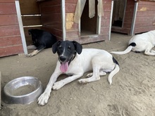EMIL, Hund, Mischlingshund in Rumänien - Bild 17