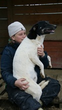 EMIL, Hund, Mischlingshund in Rumänien - Bild 2