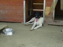 EMIL, Hund, Mischlingshund in Rumänien - Bild 25