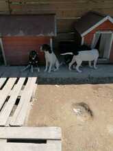 EMIL, Hund, Mischlingshund in Rumänien - Bild 32
