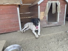 EMIL, Hund, Mischlingshund in Rumänien - Bild 34